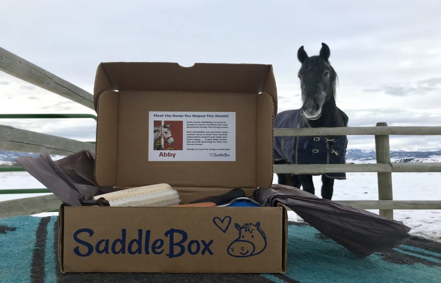 Horse Essentials to Buy